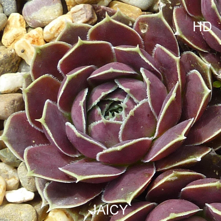 Jaicy / Jovi