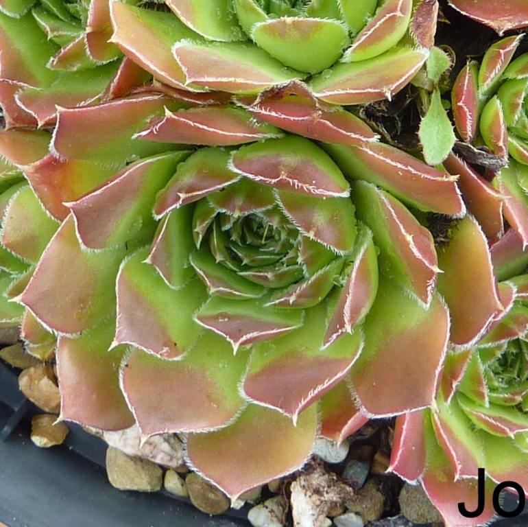 Johann Strauss / Jovi