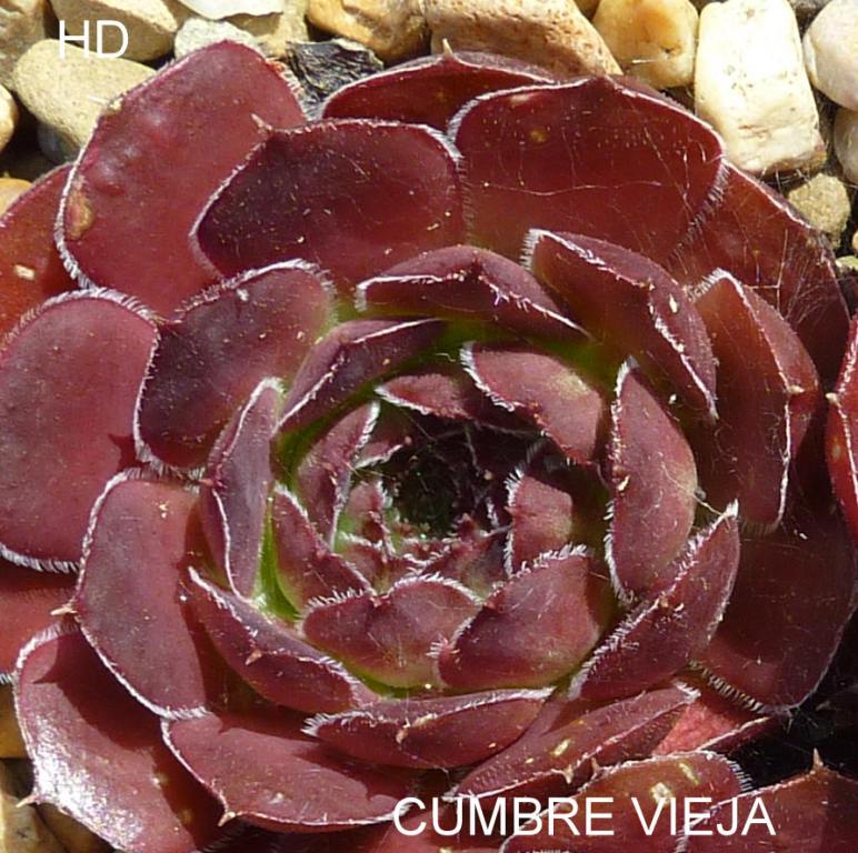 Cumbre Vieja / Jovi
