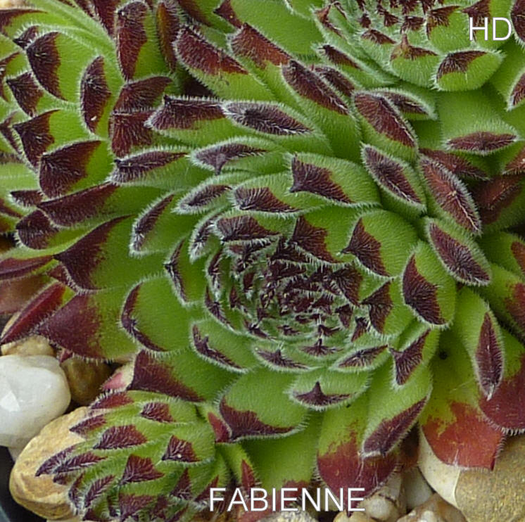 Fabienne