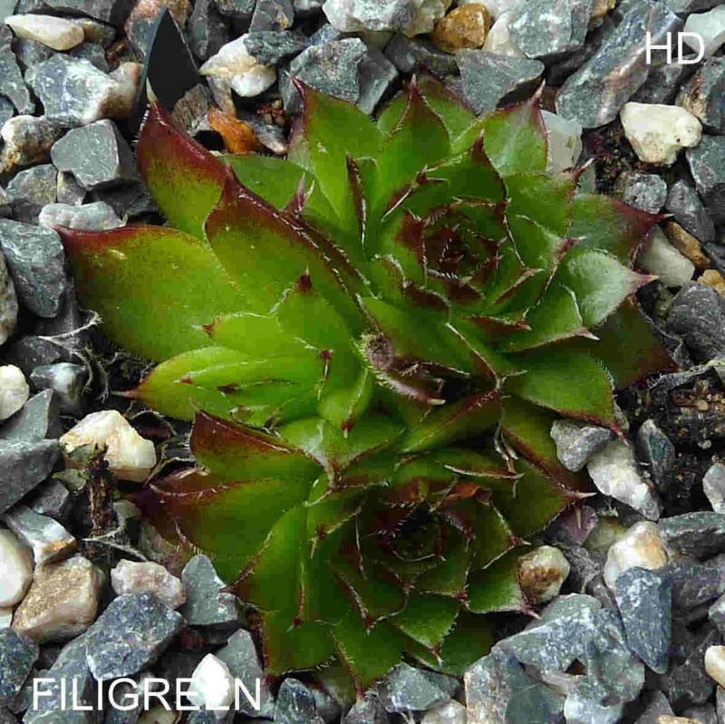 Filigreen / Jovi
