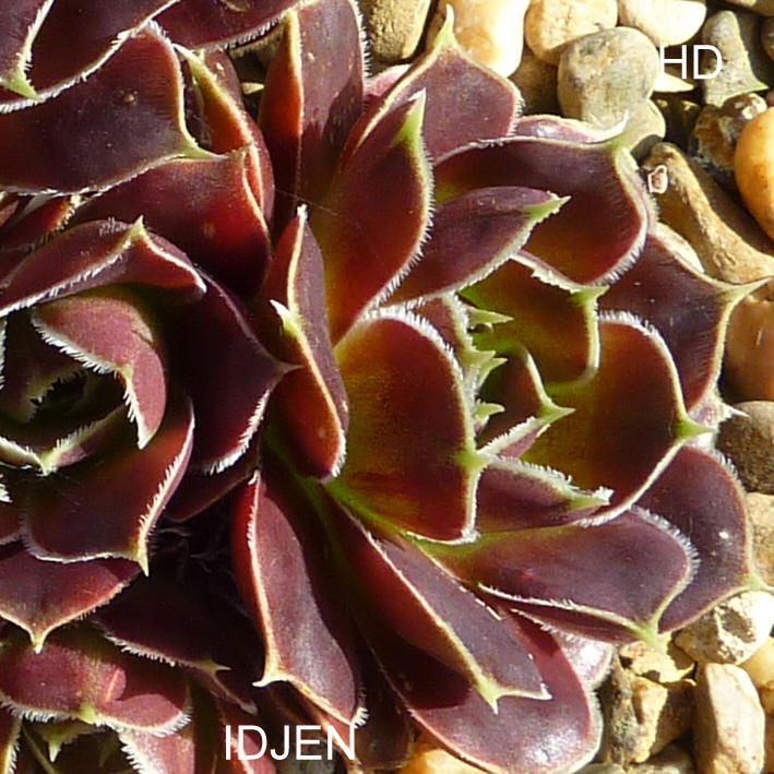 Idjen / Jovi