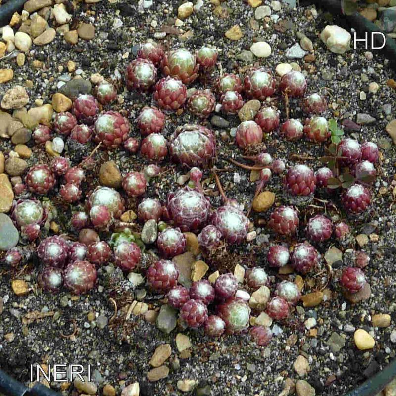 Ineri