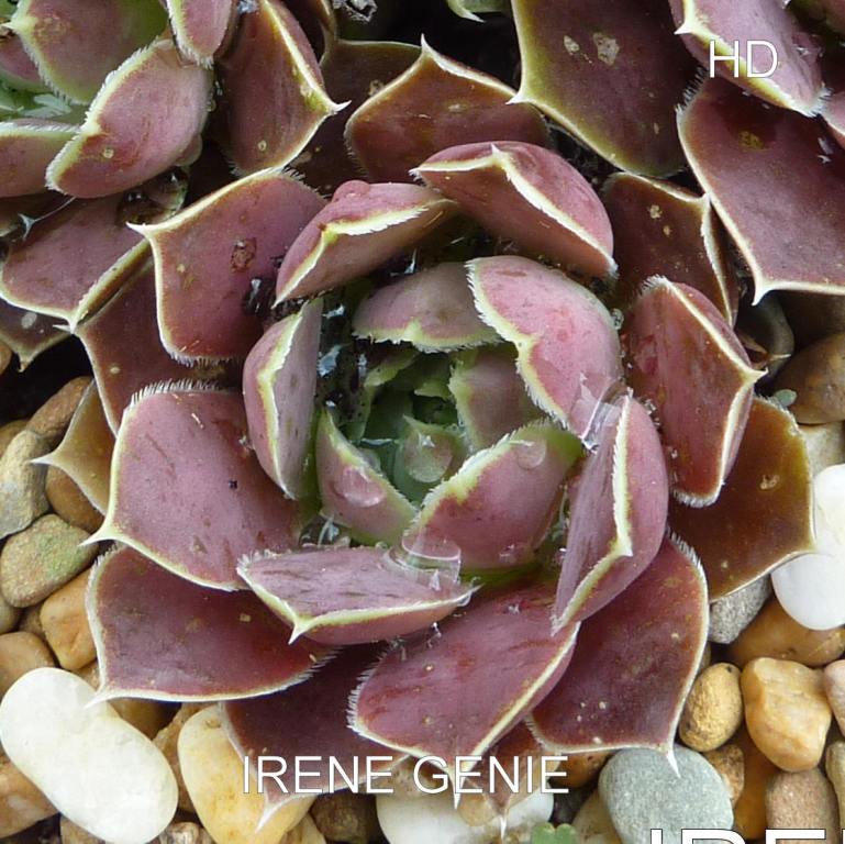 Irene Genie / Jovi