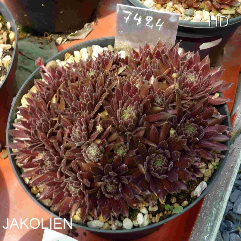 Jakolien