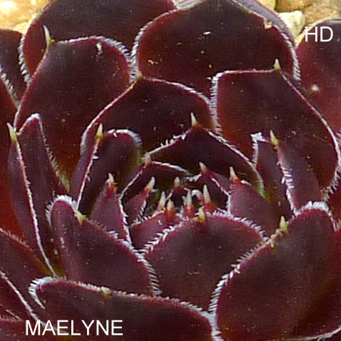 Maelyne / Jovi