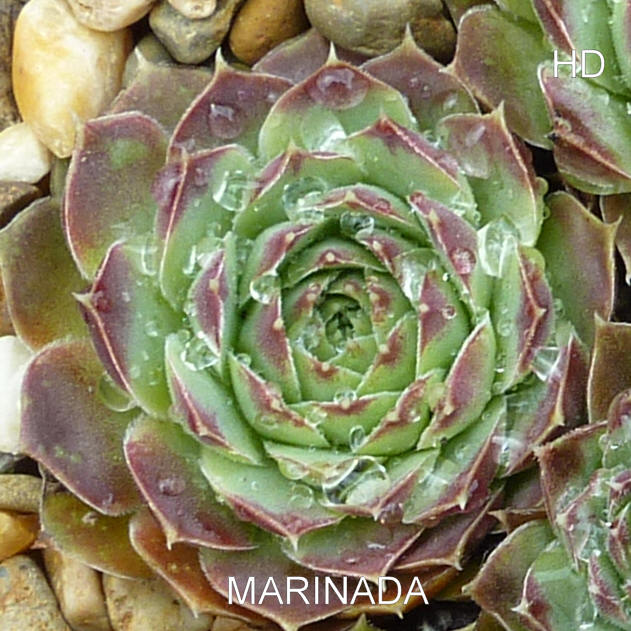 Marinada / Jovi