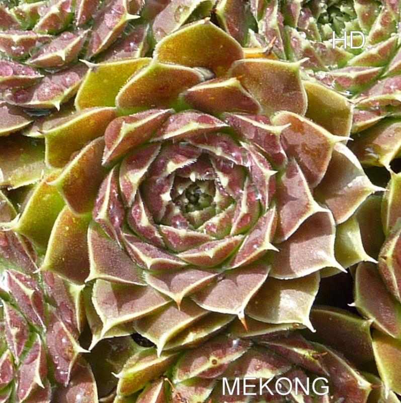 Mekong / Jovi