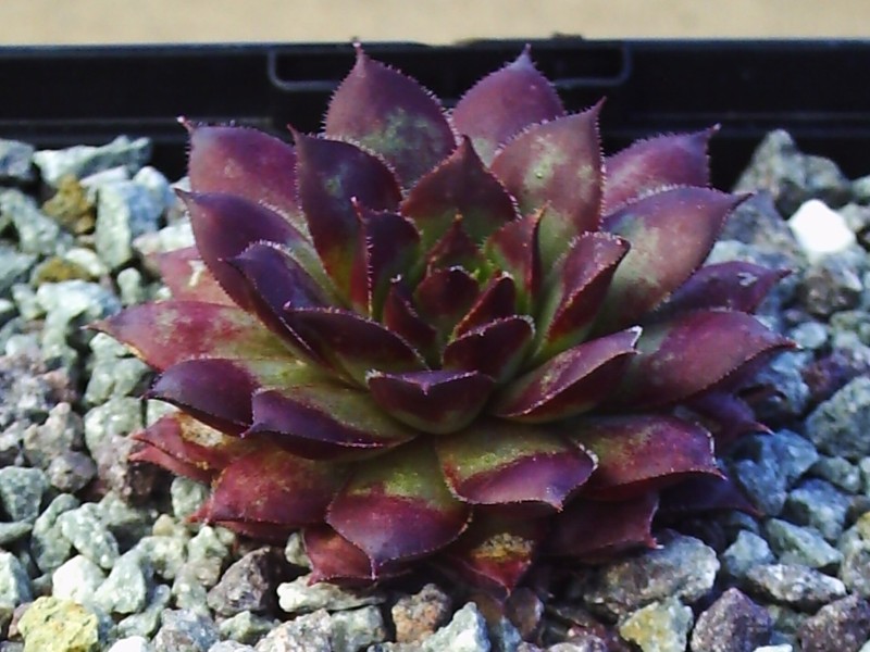 Jungle Pimpernel