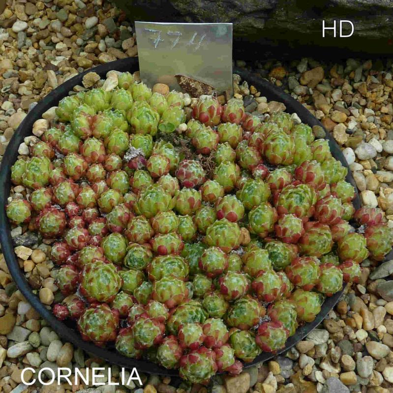 Cornelia