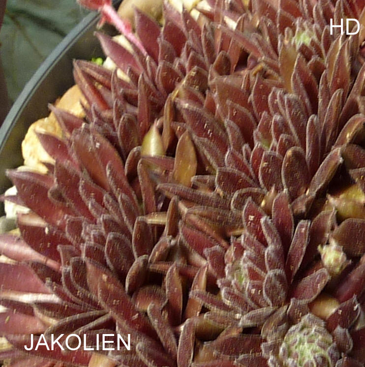 Jakolien