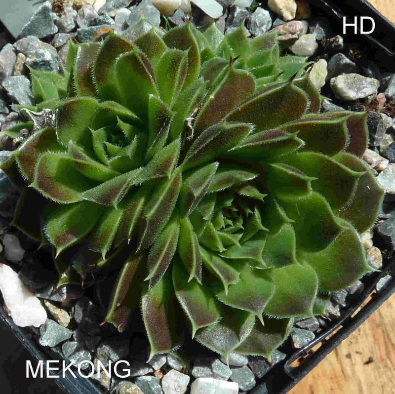 Mekong / Jovi