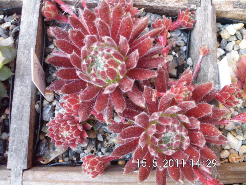 Crimson Velvet