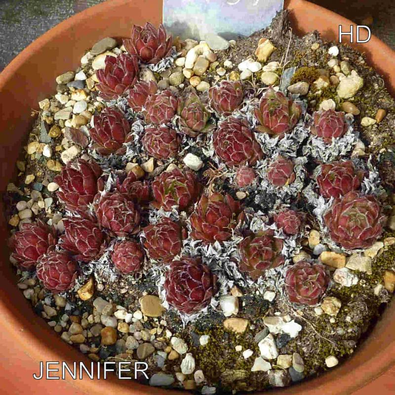 Jennifer