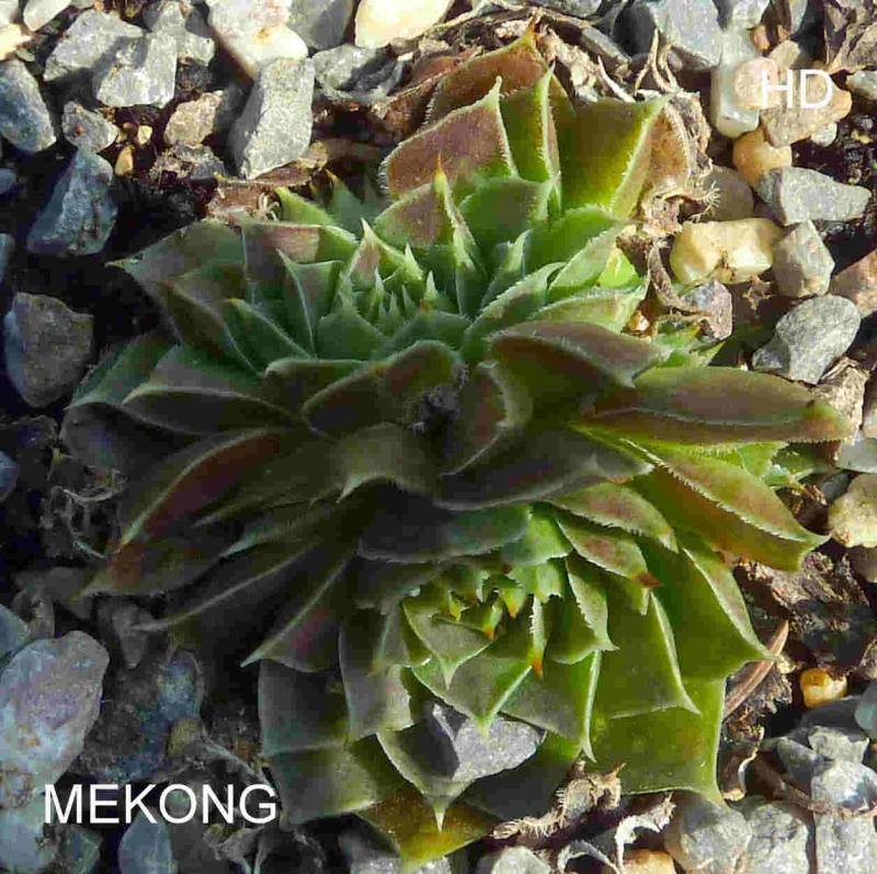 Mekong / Jovi