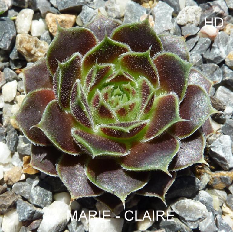 Marie Claire / Jovi