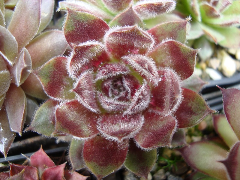 Markulinae
