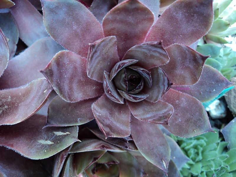 Marsala