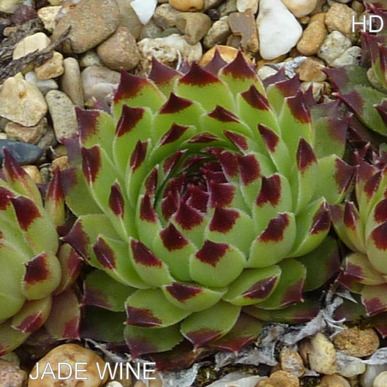 Jade Wine