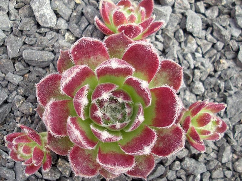 Markulinae