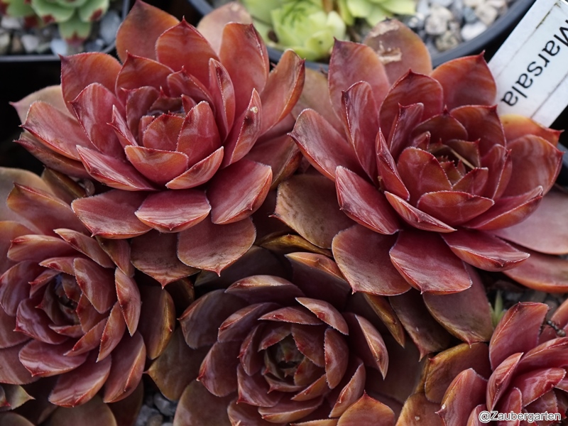 Marsala