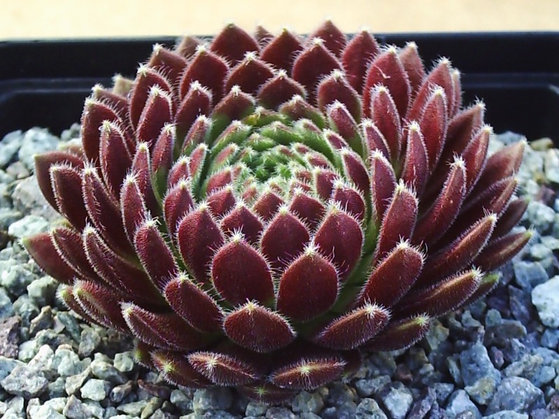 Crimson Velvet
