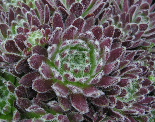 Moerkerk's Merit