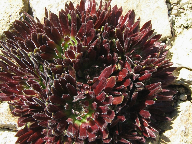 Crimson Velvet