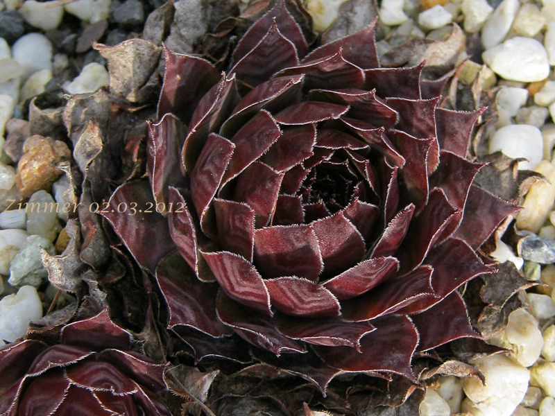 Ineke ( II )