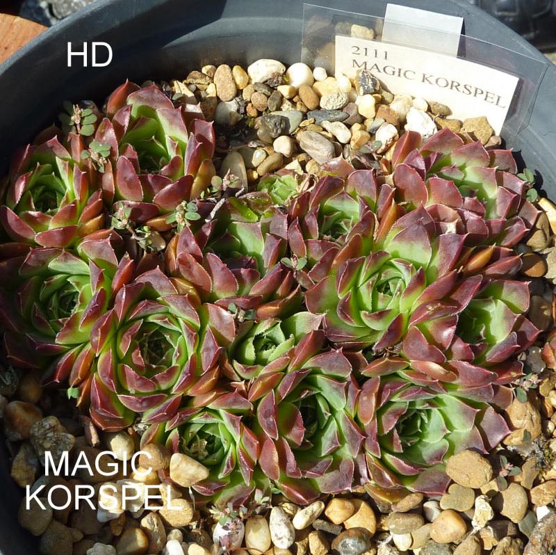Magic Korspel / Jovi