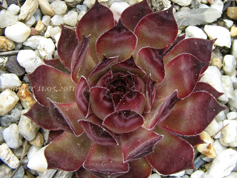 Ineke ( II )