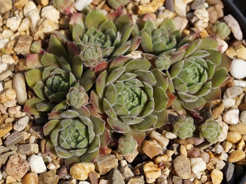 Galswintha