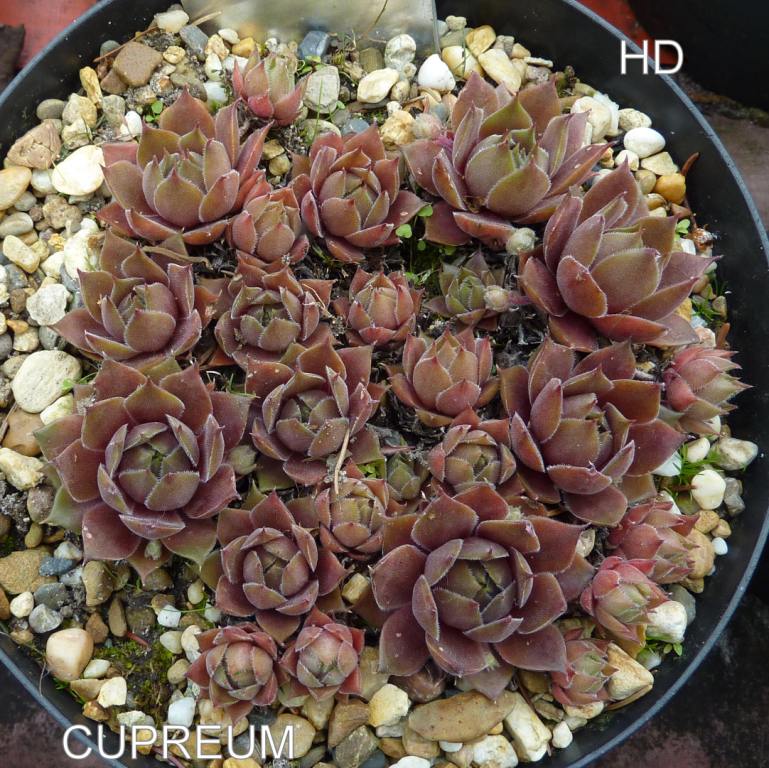 Cupreum