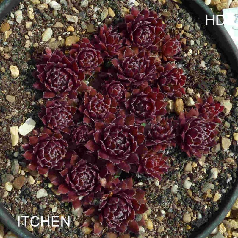 Itchen