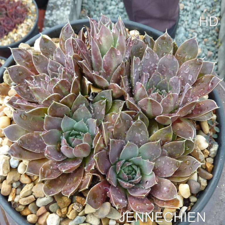 Jennechien / Jovi