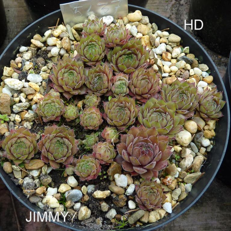 Jimmy