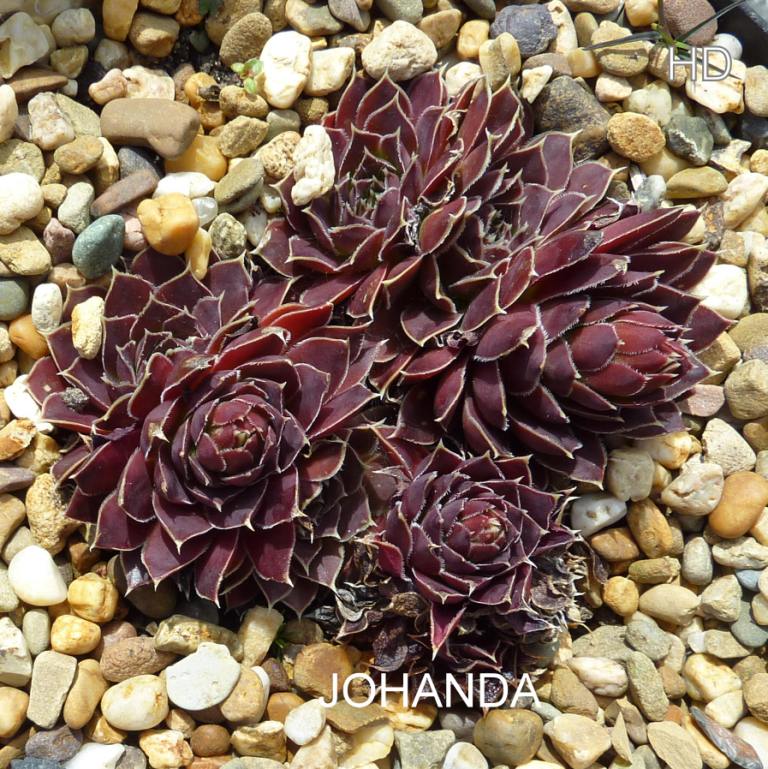Johanda / Jovi