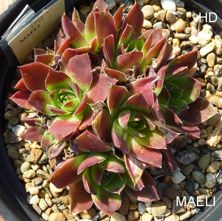 Maeli / Jovi