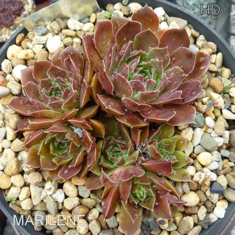 Marilene / Jovi