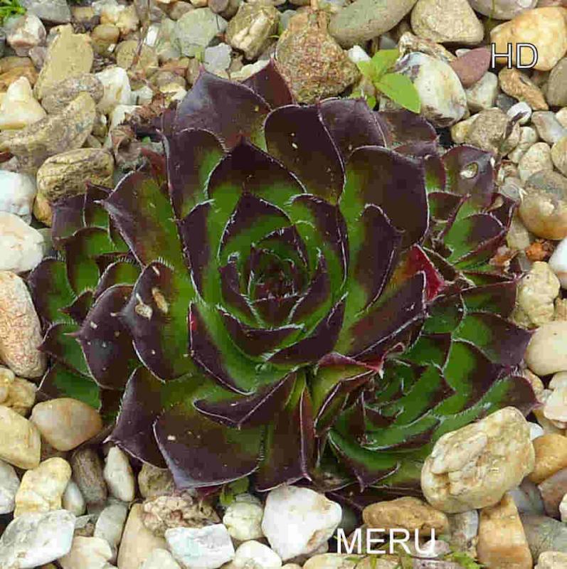 Meru / Jovi