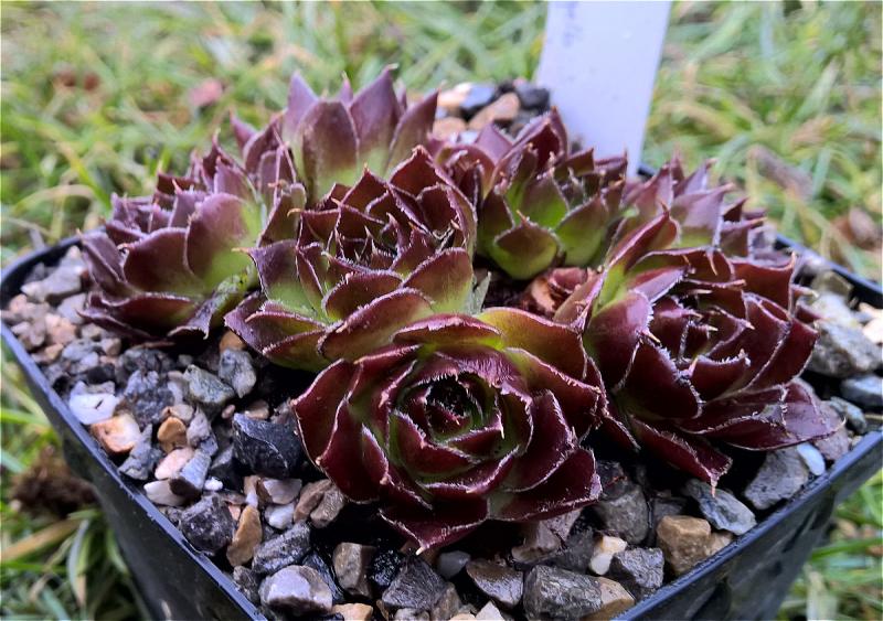 Mars / Jovi