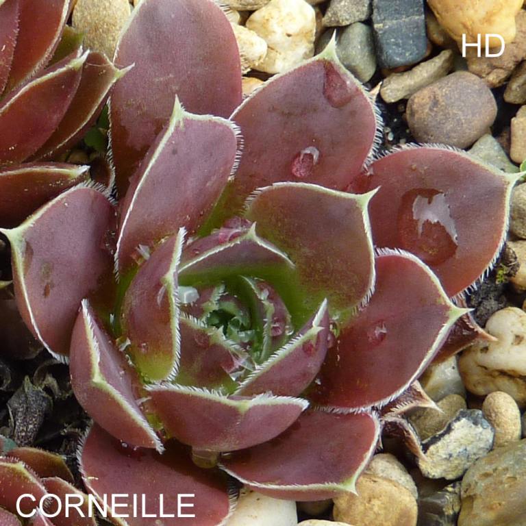 Corneille / Jovi