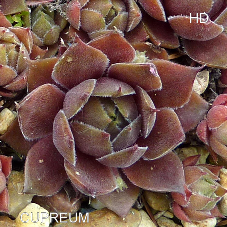 Cupreum