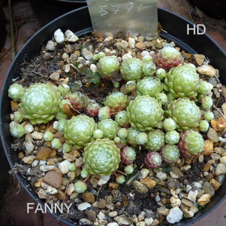 Fanny