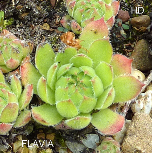 Flavia