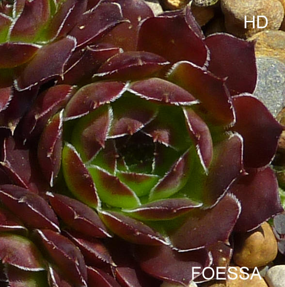 Foessa / Jovi