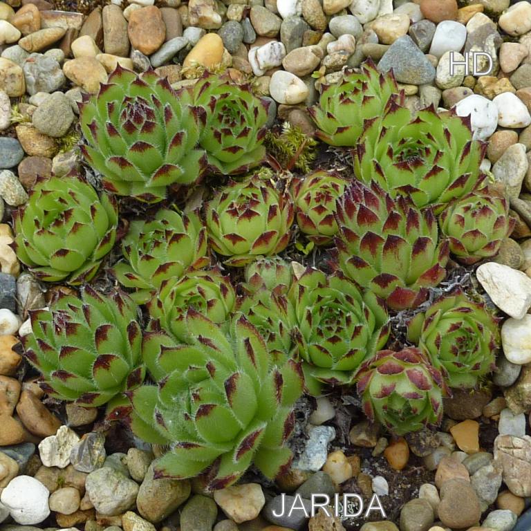 Jarida