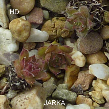 Jarka