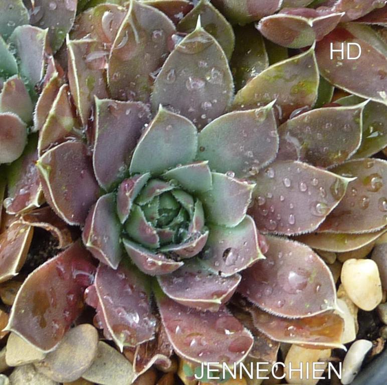 Jennechien / Jovi
