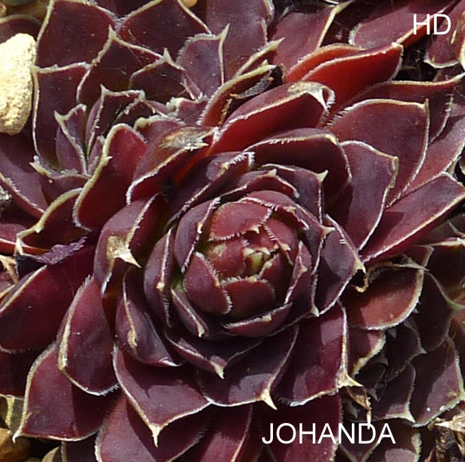 Johanda / Jovi